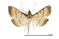 物種:Cnaphalocrocis medinalis 攝影:施禮正
